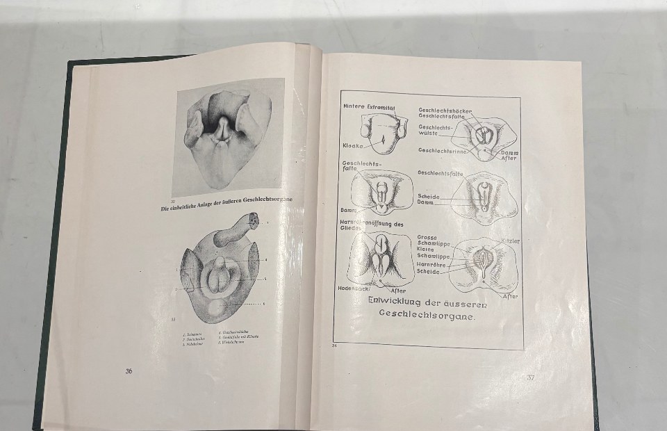 Aufgeschlagenes Exemplar von Magnus Hirschfelds Geschlechtskunde mit anatomischen Abbildungen